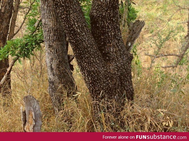 Believe me there is a leopard in this photo