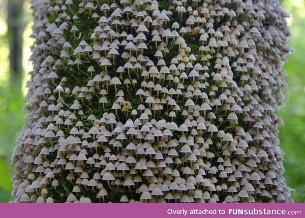Mushroom kingdom growing on tree bark