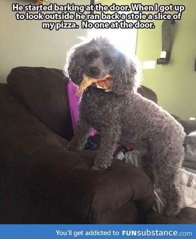 Clever dog