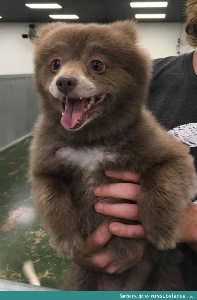 Somebody brought this bear into doggie day care
