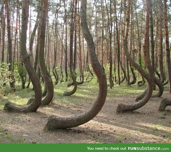 The crooked forest, poland