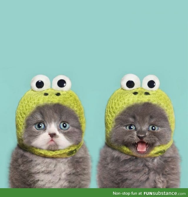 Two kittens in knit frog hats are definitely better than one