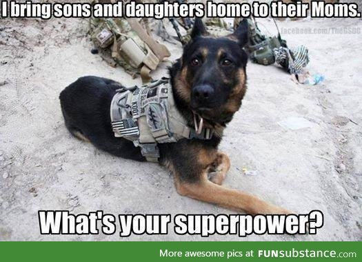 Hero dogs!