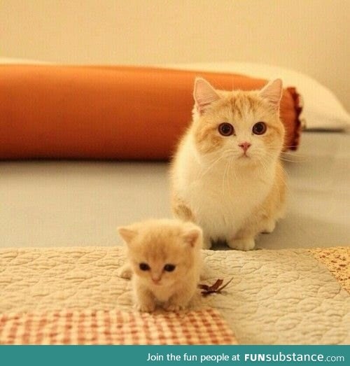 Mama cat and tiny baby kitten