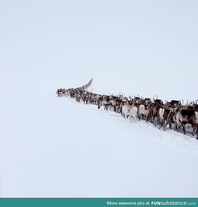 Reindeer migration in Sweden