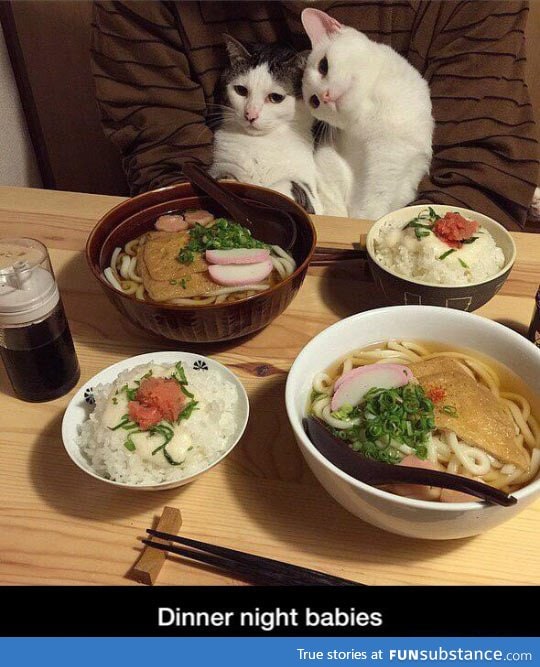 Fancy dinner with cats