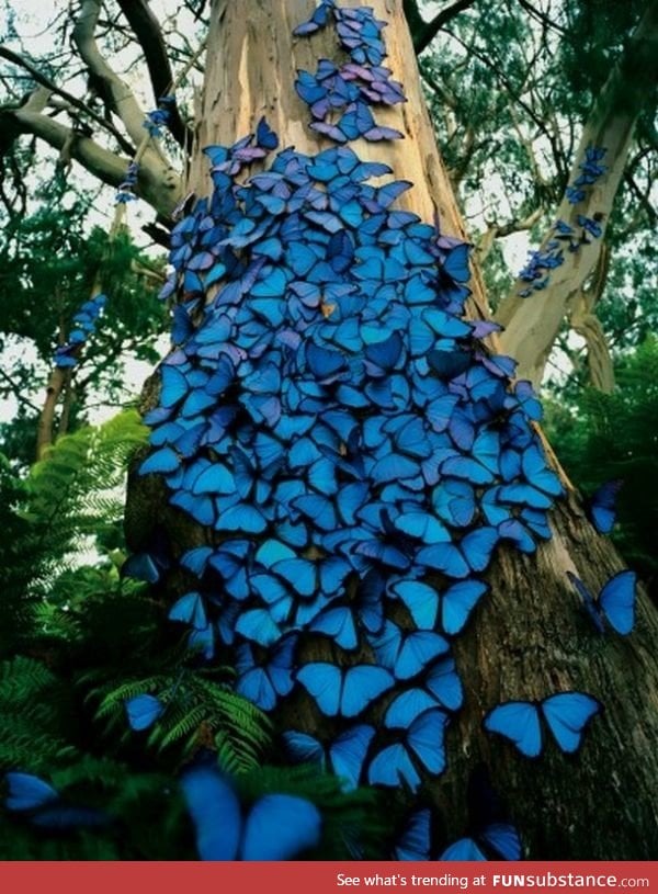 Butterflies