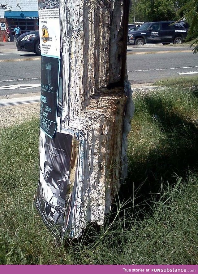 This telephone pole has been used for band posters for a very long time
