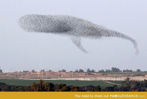 A murmuration of migrating starlings form the shape of a whale as they cross the sky