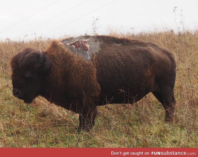 Bison survived a lightning strike