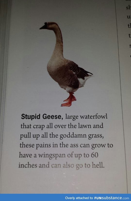 Stupid geese