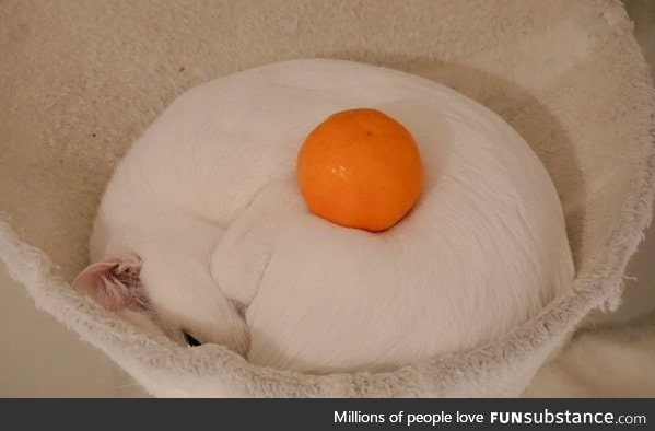 Fried egg keeps purring