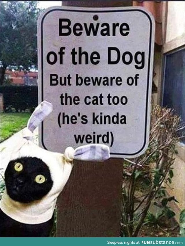 Beware of the cat too, he is kinda weird