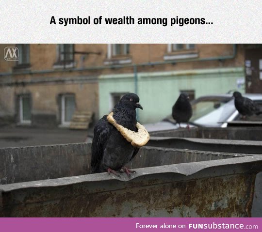 It's Like The Pigeon Version Of Drake