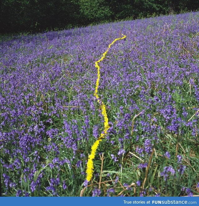 A string of dandelions thru a field of lavender