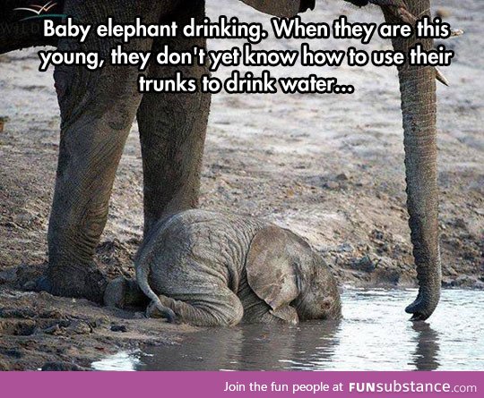 Baby elephant drinking water