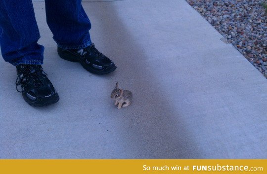 The smallest bunny ever