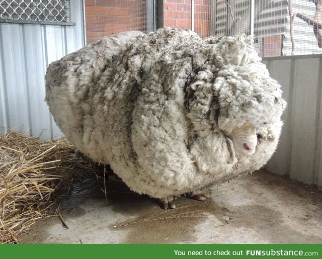 Chris the sheep who set a world record for 'most fleece sheared from a sheep'