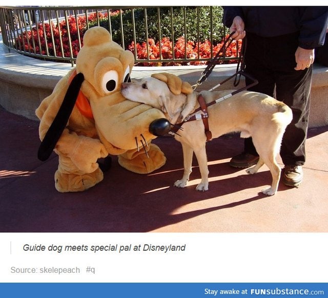Real dog meets cartoon dog