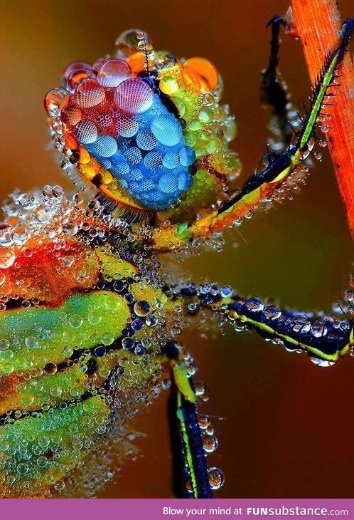 Dragonfly in morning dew