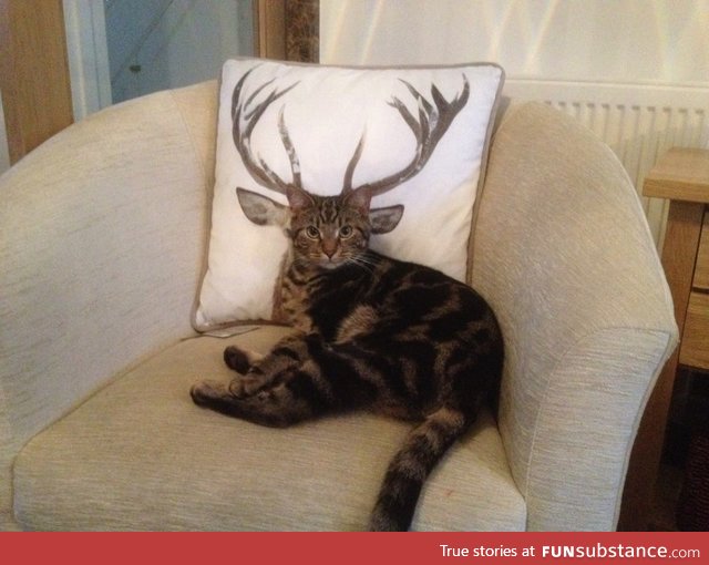 How deer you disturb the cat?