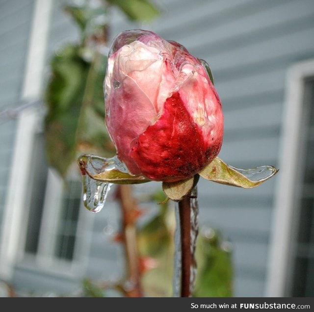 Rose preserved under a layer of ice