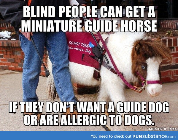 Mini horses have a much longer life (working) span