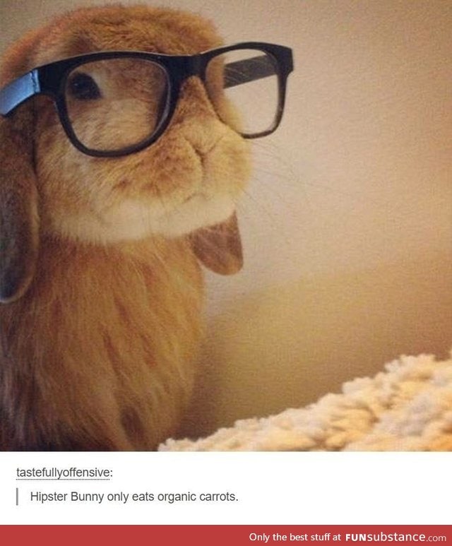 Hipster bunny