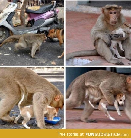 This monkey protects this puppy from stray dogs. Makes sure the puppy eats first