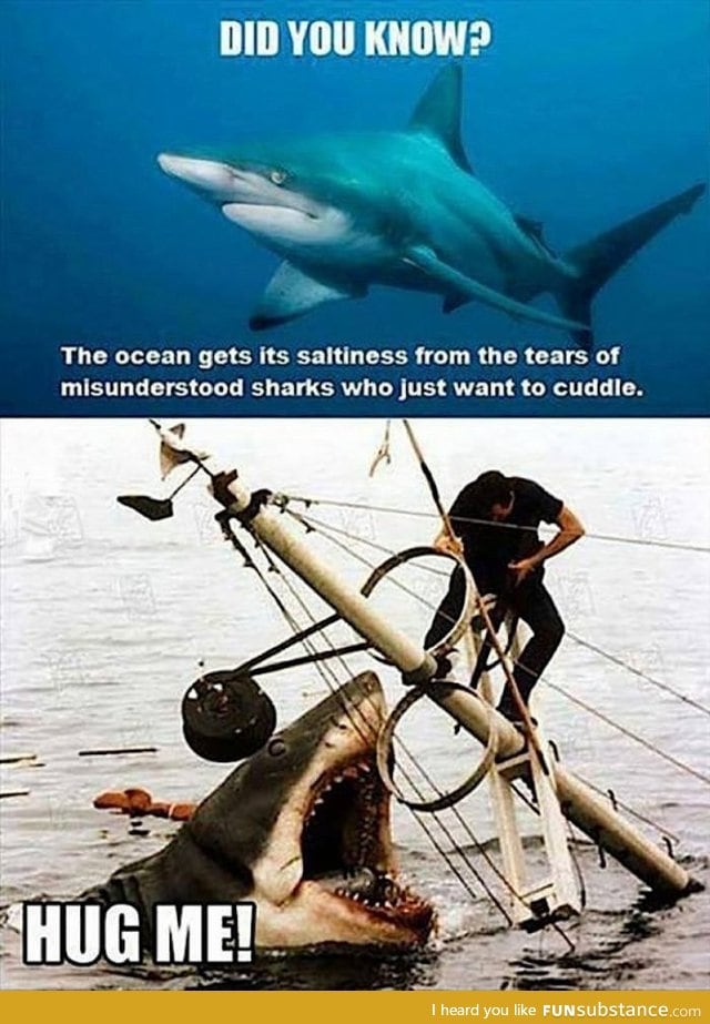 Sharks just want to be loved