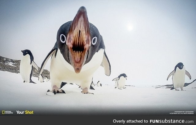 Penguins are ... Well from Hell I guess