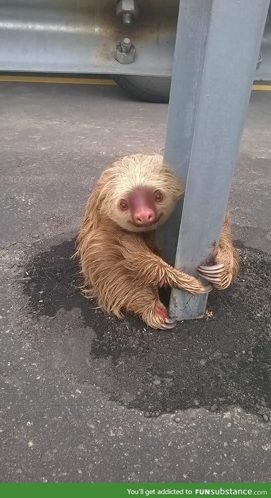 Adorable, but frightened sloth rescued from highway