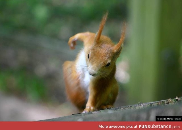 And here we see a picture of the rare Superhero-Squirrel ready to punch