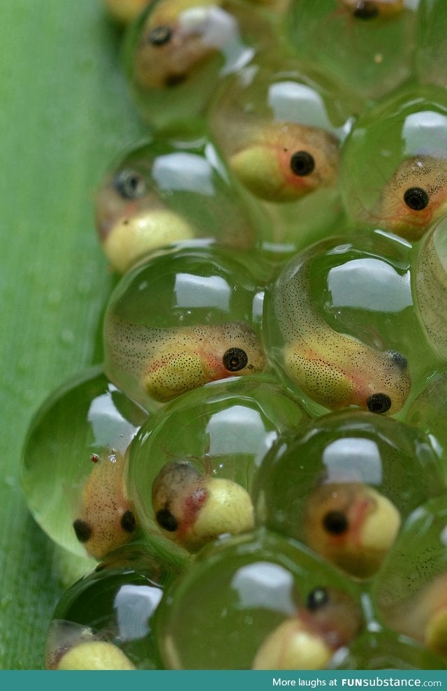 Tadpoles Close Up FunSubstance