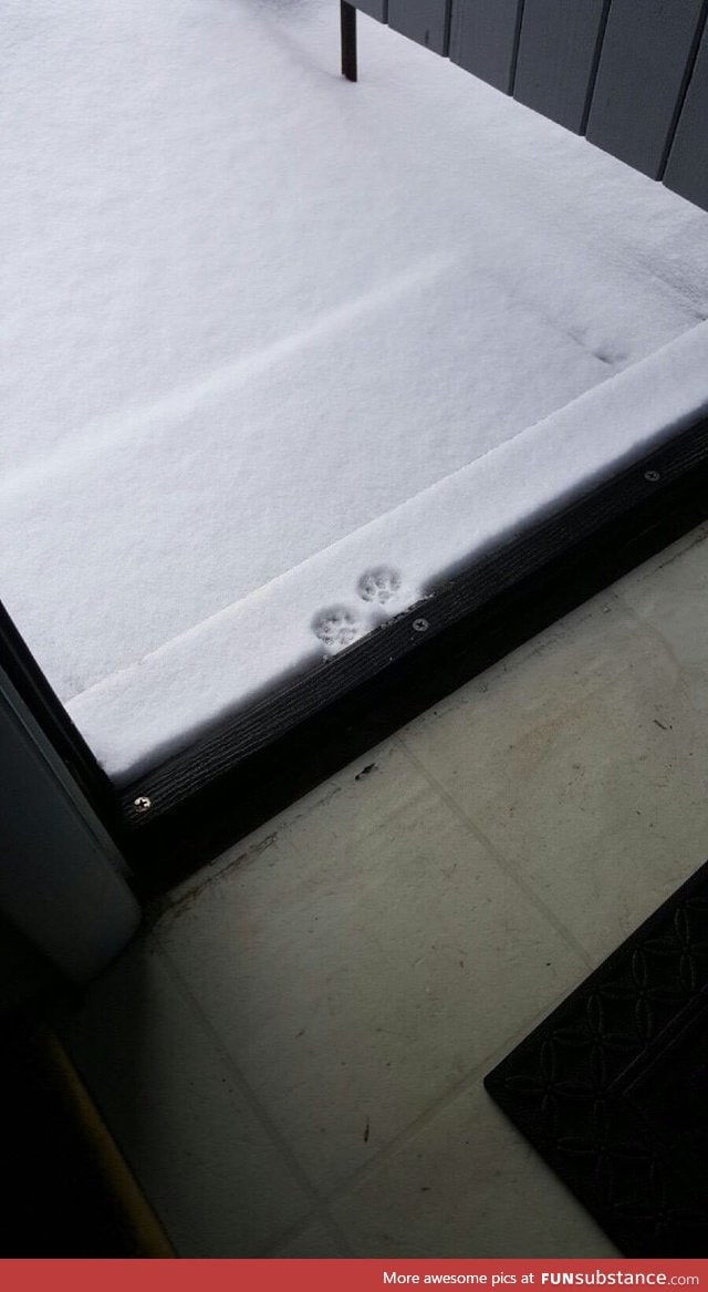Kitty made it this far into the blizzard then noped