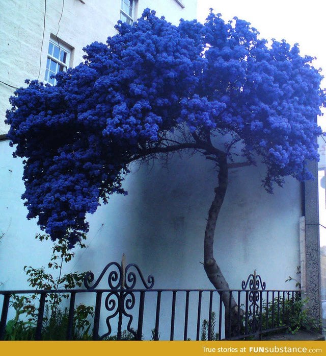 A strange lonely blue tree