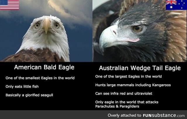 Meet Australia's more awesome eagle