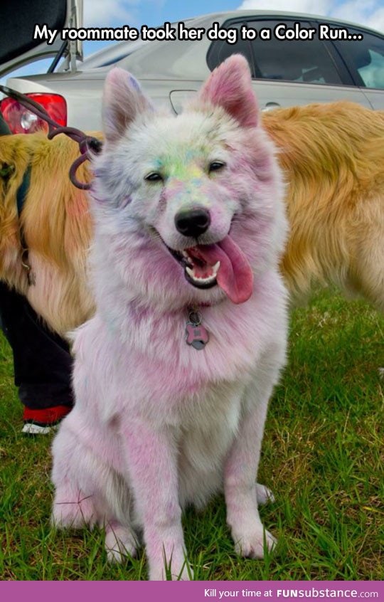 White dog in a color run