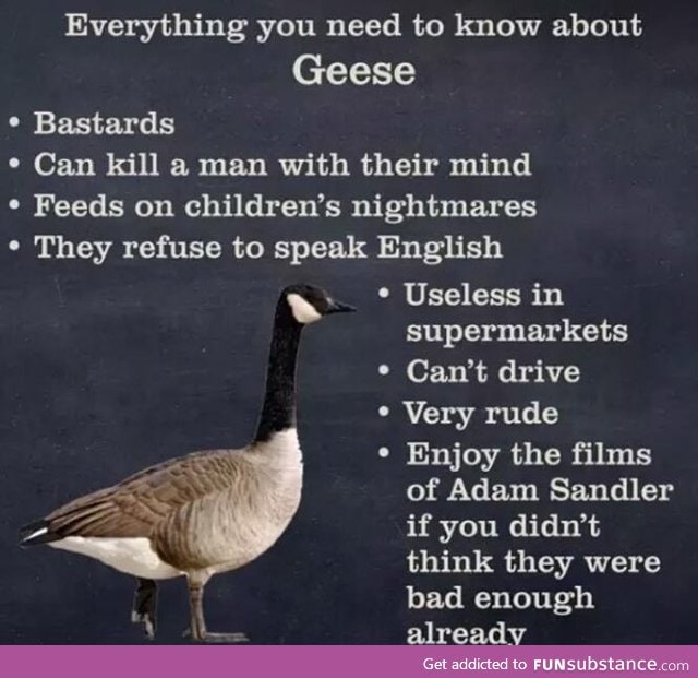 Gooses are illuminati