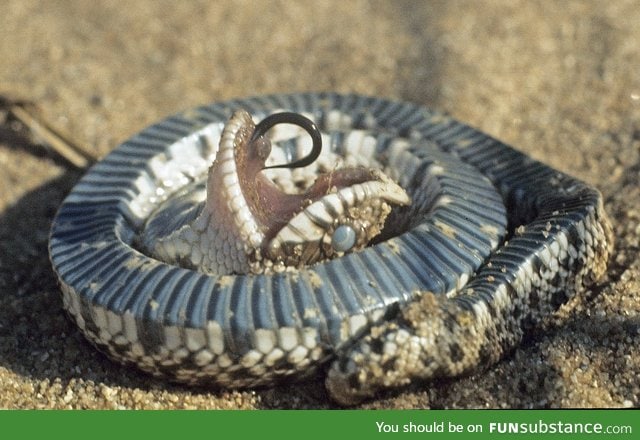 The Western Hognose Snake plays dead when threatened