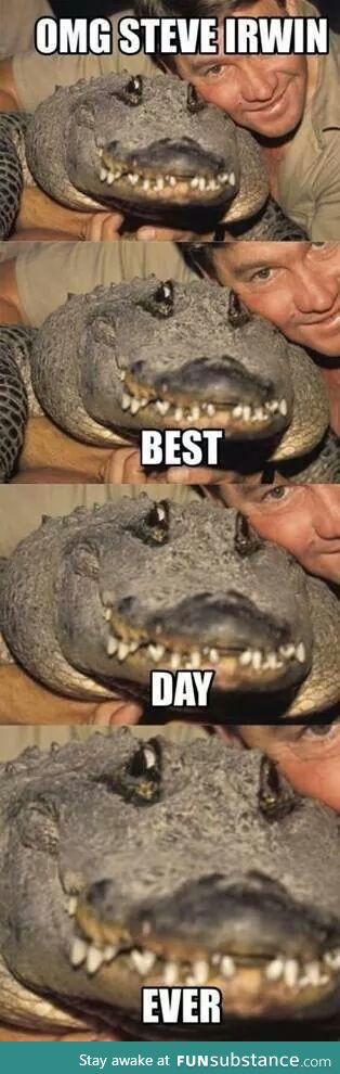 Alligator meeting Steve Irwin