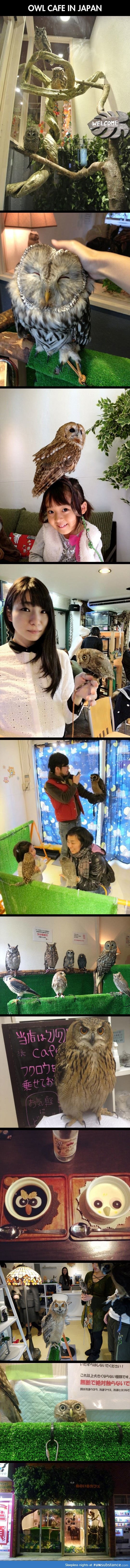 There is an owl cafe in Japan