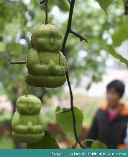 Buddha pears