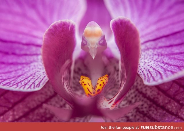 The center of this orchid looks like a tiny bird reading a book