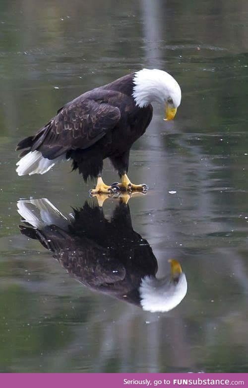 Reflection of an Eagle, Deep in Reflection