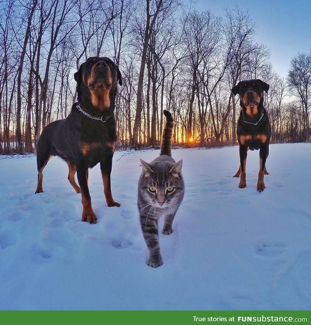 A cat with Rottweiler bodyguards