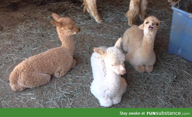 Who needs puppies when you have baby alpacas?