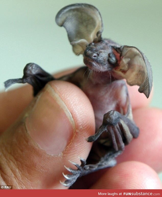 This is a Baby Goblin bat, native to Cuba