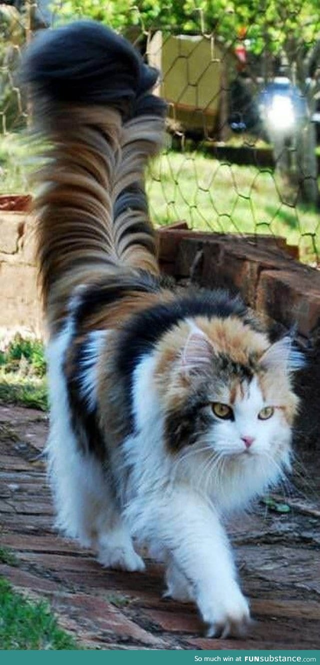 This might be one of the most majestic tail I've ever seen
