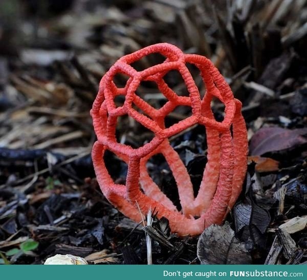 Red cage fungus